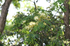 Albizia lebbeck